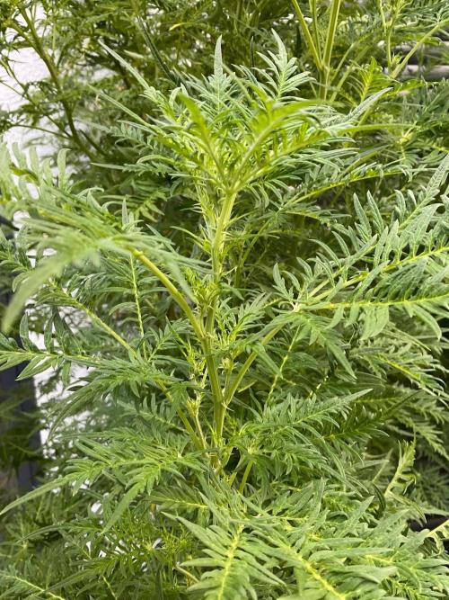 Mentha de Croco Fern-Type - TerpyZ. Week 21