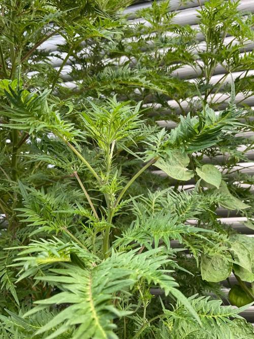 Mentha de Croco Fern-Type - TerpyZ. Week 21