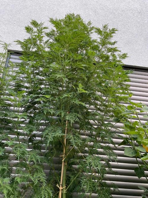 Mentha de Croco Fern-Type - TerpyZ. Week 21