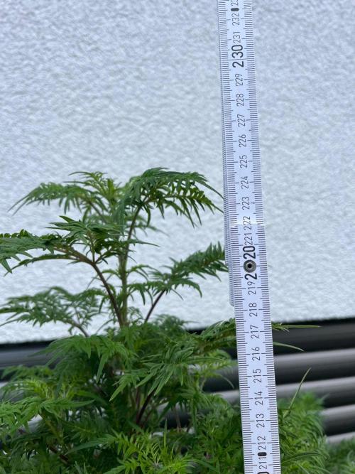 Mentha de Croco Fern-Type - TerpyZ. Week 21