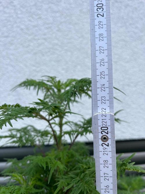 Mentha de Croco Fern-Type - TerpyZ. Week 21