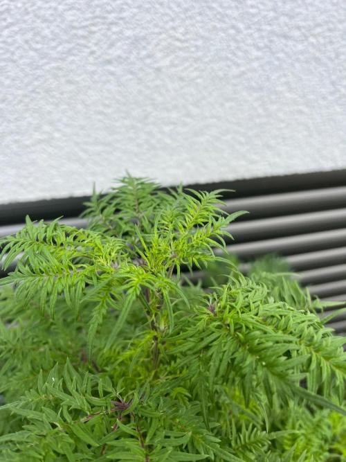 Mentha de Croco Fern-Type - TerpyZ. Week 21