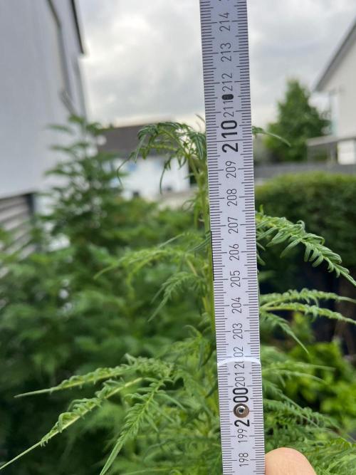 Mentha de Croco Fern-Type - TerpyZ. Week 21
