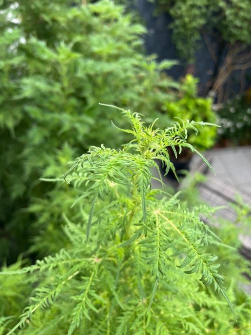 Mentha de Croco Fern-Type - TerpyZ. Week 21