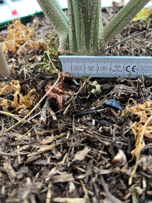 Mentha de Croco Fern-Type - TerpyZ. Week 21