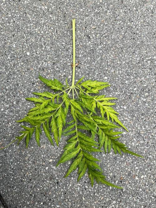 Mentha de Croco© Fern. Week 21