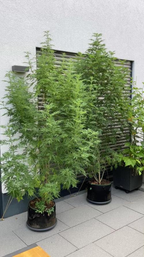 Mentha de Croco Fern-Type - TerpyZ