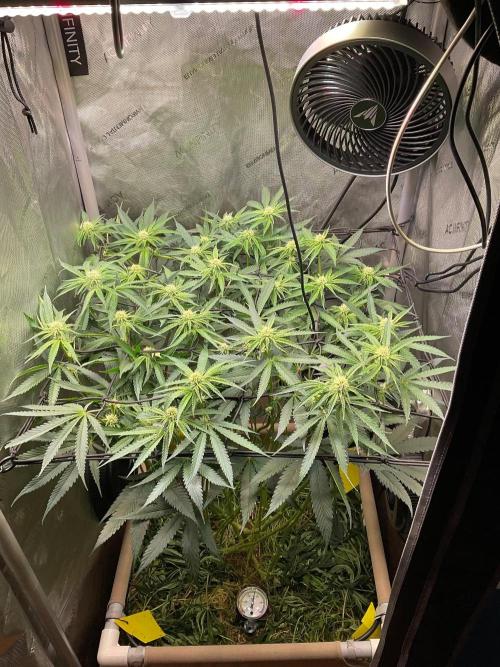 Cherry limeade Doja in living soil. Week 9