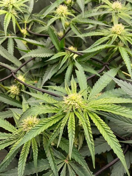 Cherry limeade Doja in living soil. Week 9