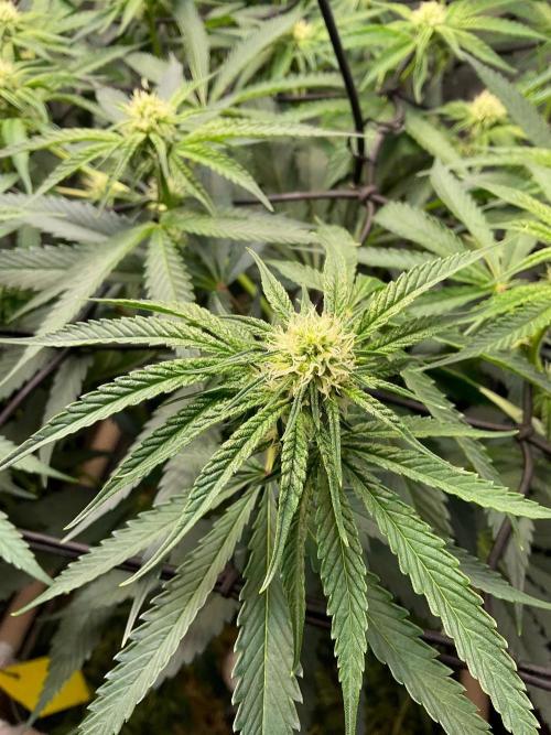 Cherry limeade Doja in living soil. Week 9