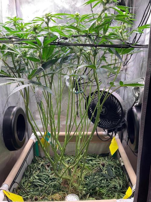 Cherry limeade Doja in living soil. Week 9