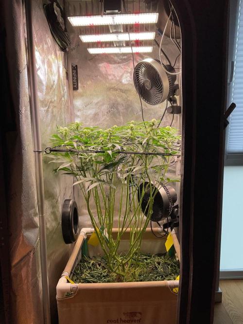 Cherry limeade Doja in living soil. Week 9