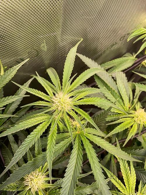 Cherry limeade Doja in living soil. Week 9