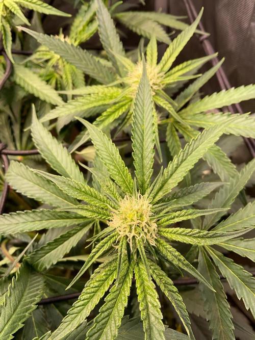 Cherry limeade Doja in living soil. Week 9