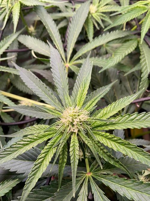 Cherry limeade Doja in living soil. Week 9