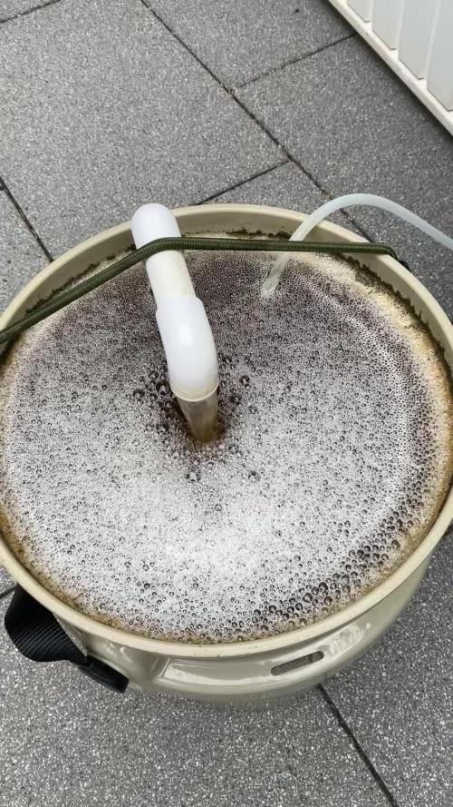 Cherry limeade Doja in living soil