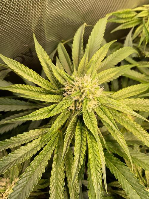 Cherry limeade Doja in living soil. Week 10