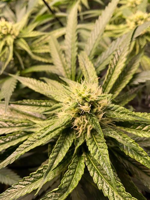 Cherry limeade Doja in living soil. Week 10