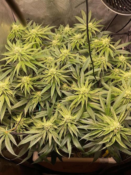 Cherry limeade Doja in living soil. Week 10