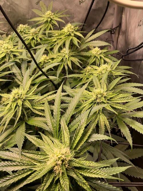 Cherry limeade Doja in living soil. Week 10