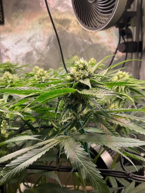 Cherry limeade Doja in living soil. Week 10
