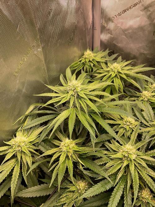 Cherry limeade Doja in living soil. Week 10