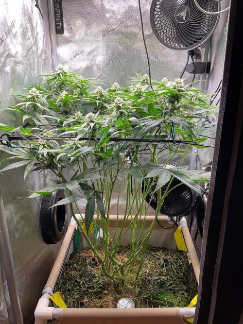 Cherry limeade Doja in living soil. Week 10