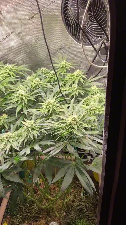 Cherry limeade Doja in living soil