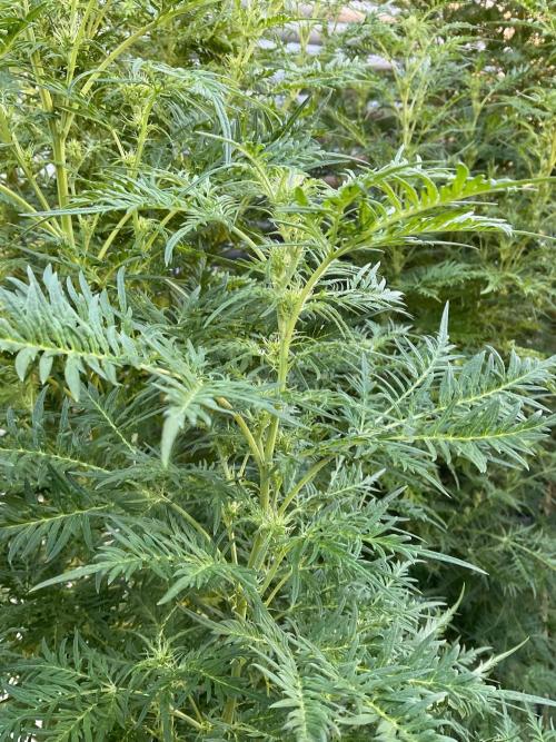 Mentha de Croco Fern-Type - TerpyZ. Week 22