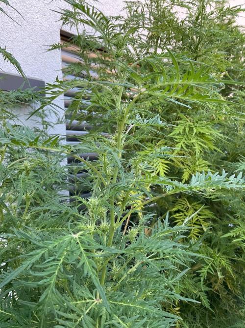 Mentha de Croco Fern-Type - TerpyZ. Week 22