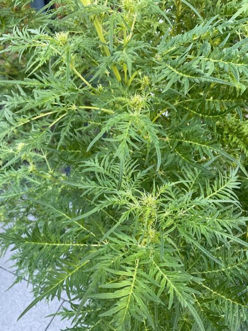 Mentha de Croco Fern-Type - TerpyZ. Week 22