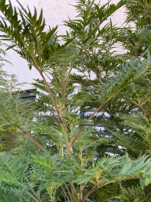Mentha de Croco Fern-Type - TerpyZ. Week 22