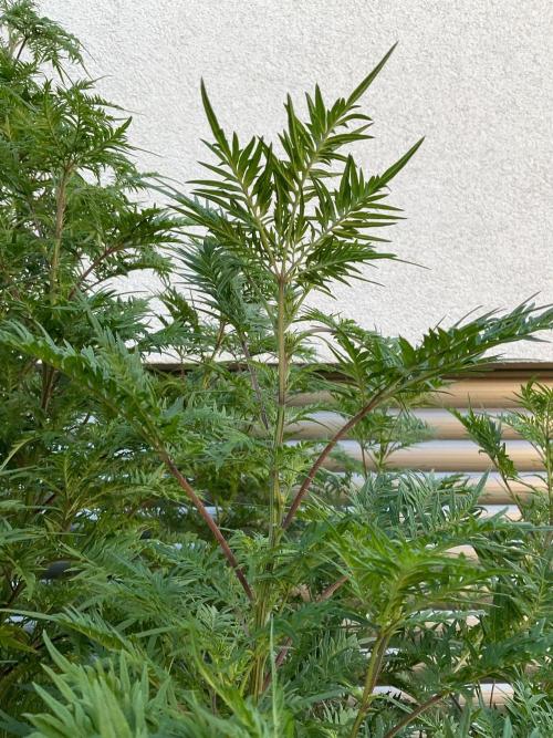 Mentha de Croco Fern-Type - TerpyZ. Week 22