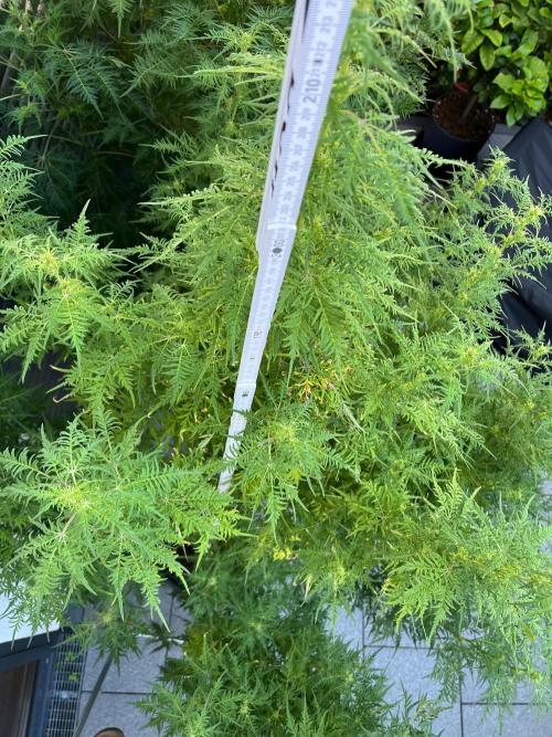 Mentha de Croco Fern-Type - TerpyZ. Week 22
