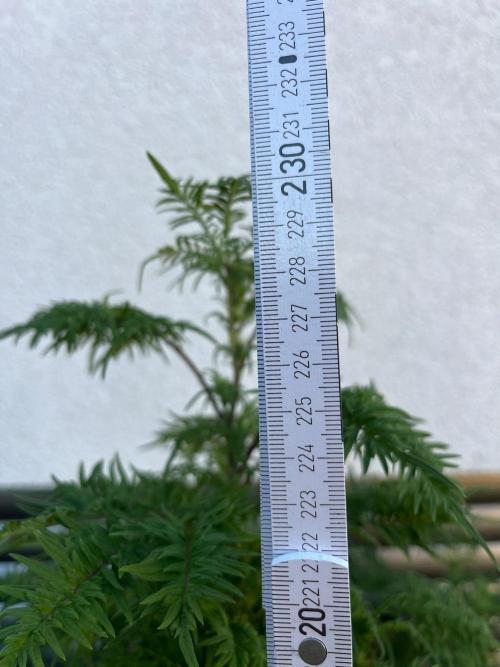 Mentha de Croco Fern-Type - TerpyZ. Week 22