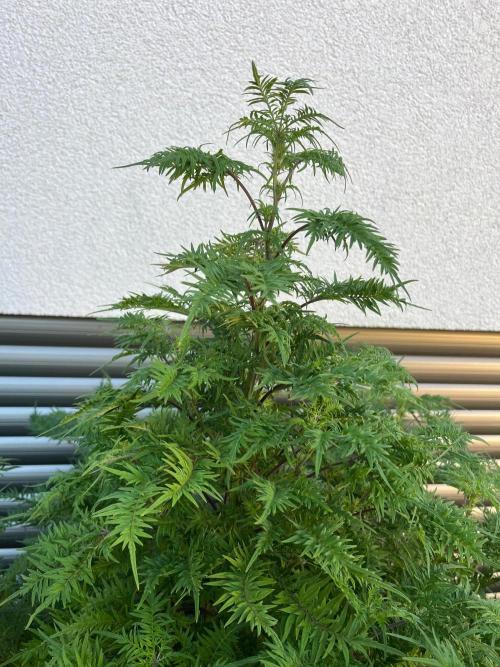 Mentha de Croco Fern-Type - TerpyZ. Week 22