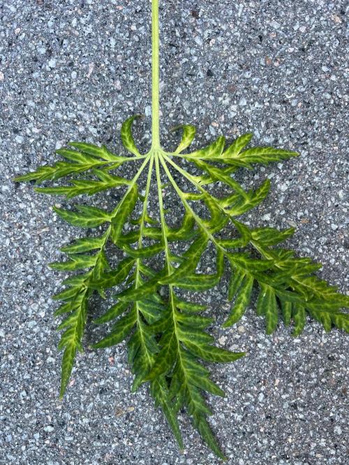 Mentha de Croco Fern-Type - TerpyZ. Week 22