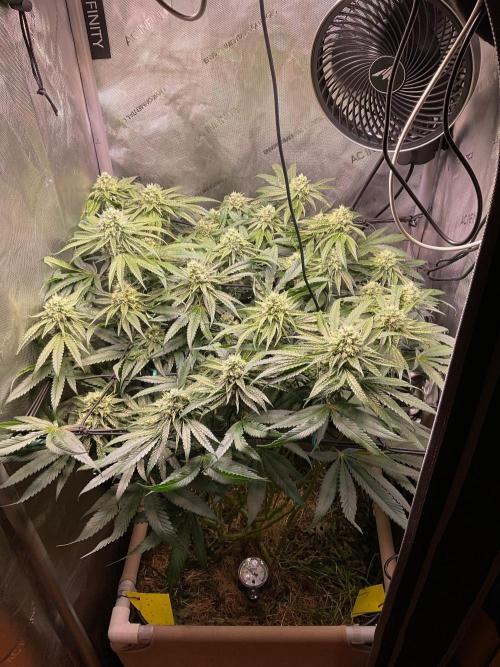 Cherry limeade Doja in living soil. Week 11