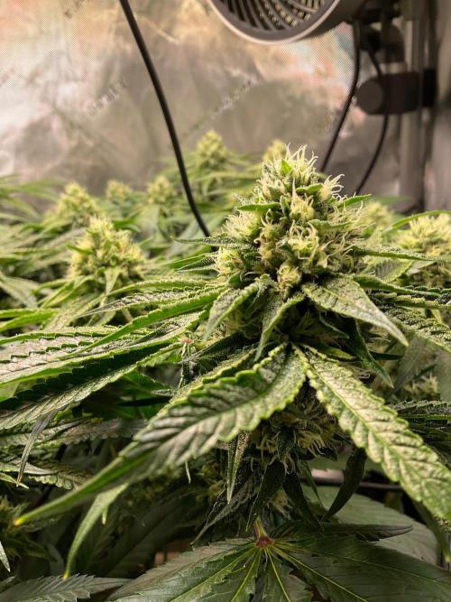 Cherry limeade Doja in living soil. Week 11
