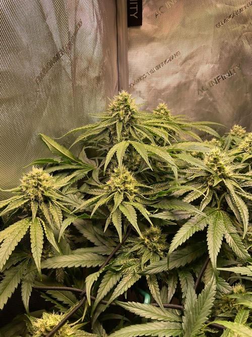 Cherry limeade Doja in living soil. Week 11