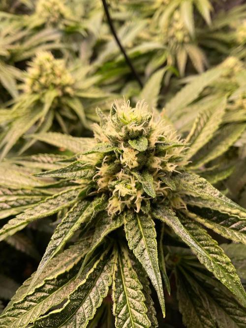 Cherry limeade Doja in living soil. Week 11