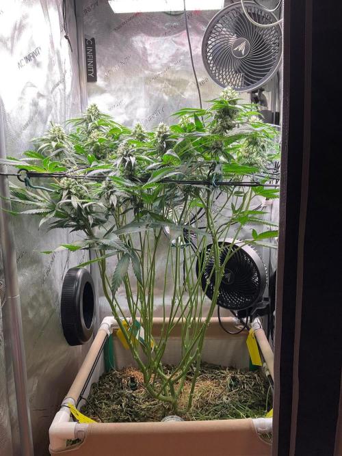 Cherry limeade Doja in living soil. Week 11