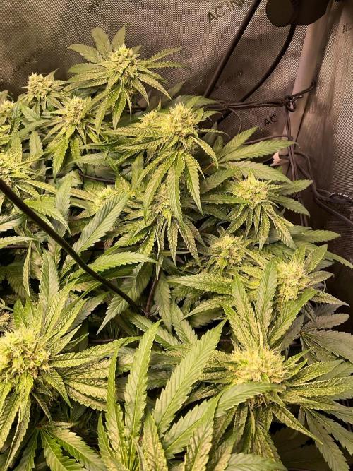 Cherry limeade Doja in living soil. Week 11