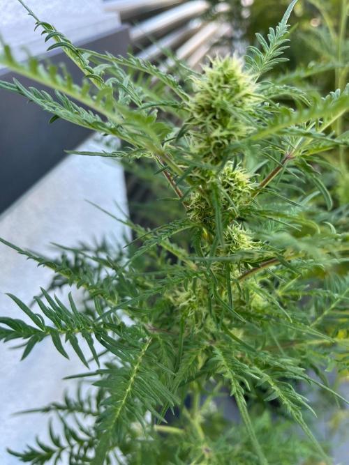 Mentha de Croco Fern-Type - TerpyZ. Week 23