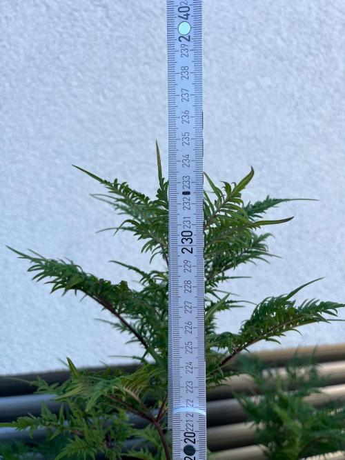 Mentha de Croco Fern-Type - TerpyZ. Week 23