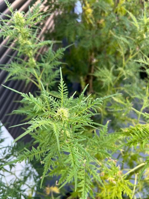 Mentha de Croco Fern-Type - TerpyZ. Week 23