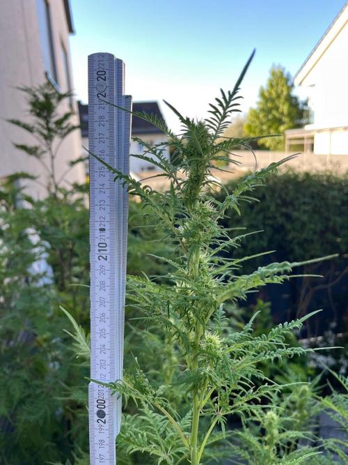 Mentha de Croco Fern-Type - TerpyZ. Week 23