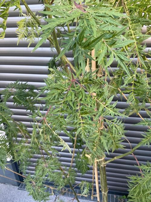 Mentha de Croco Fern-Type - TerpyZ. Week 23