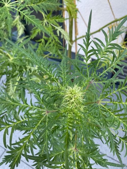 Mentha de Croco Fern-Type - TerpyZ. Week 23