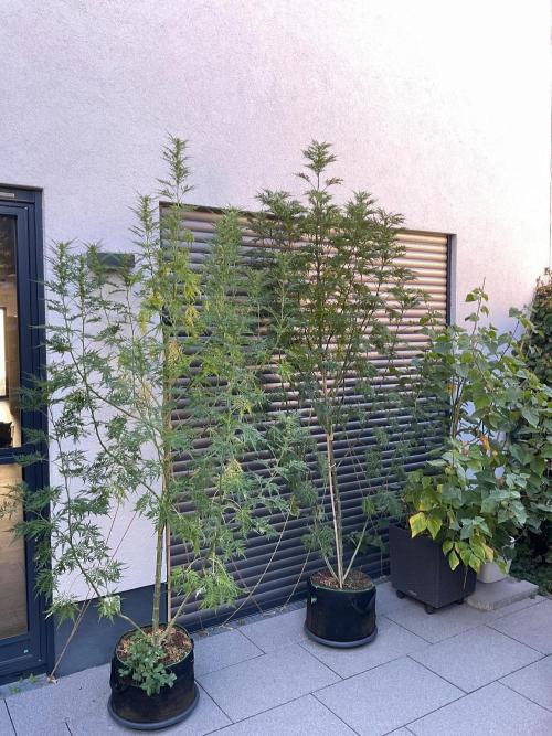 Mentha de Croco Fern-Type - TerpyZ. Week 23